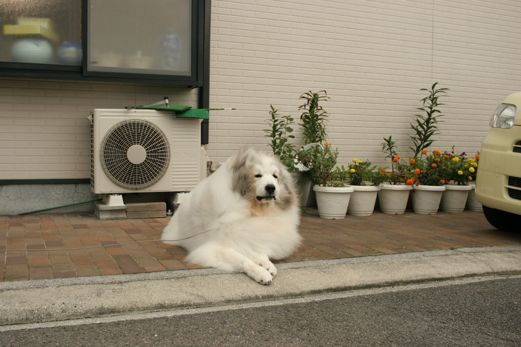 今日もかわいいココちゃま