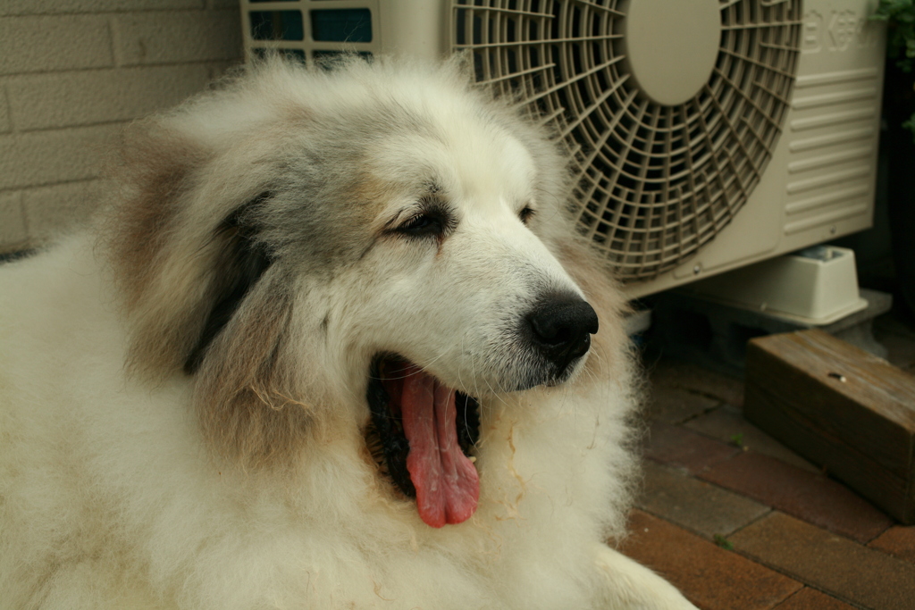 今日もかわいいココさん