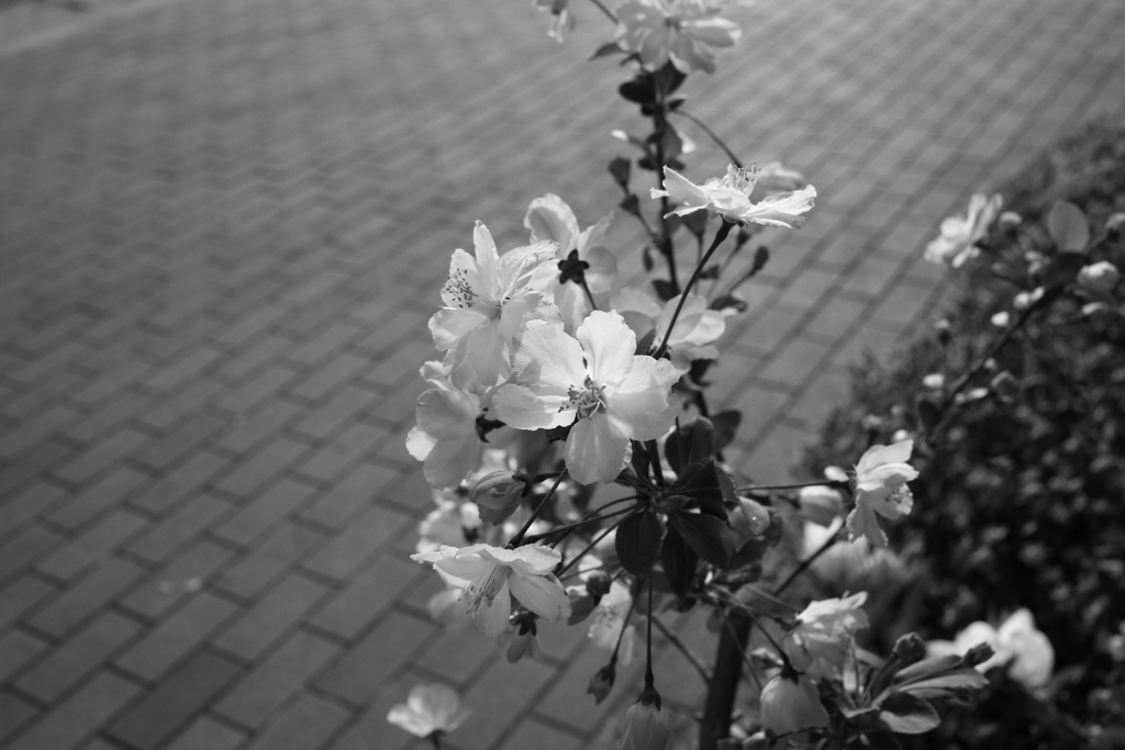 モノクロ＠2020‐03‐21