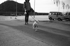 聴導犬の訓練コロナで延期のエマちゃん