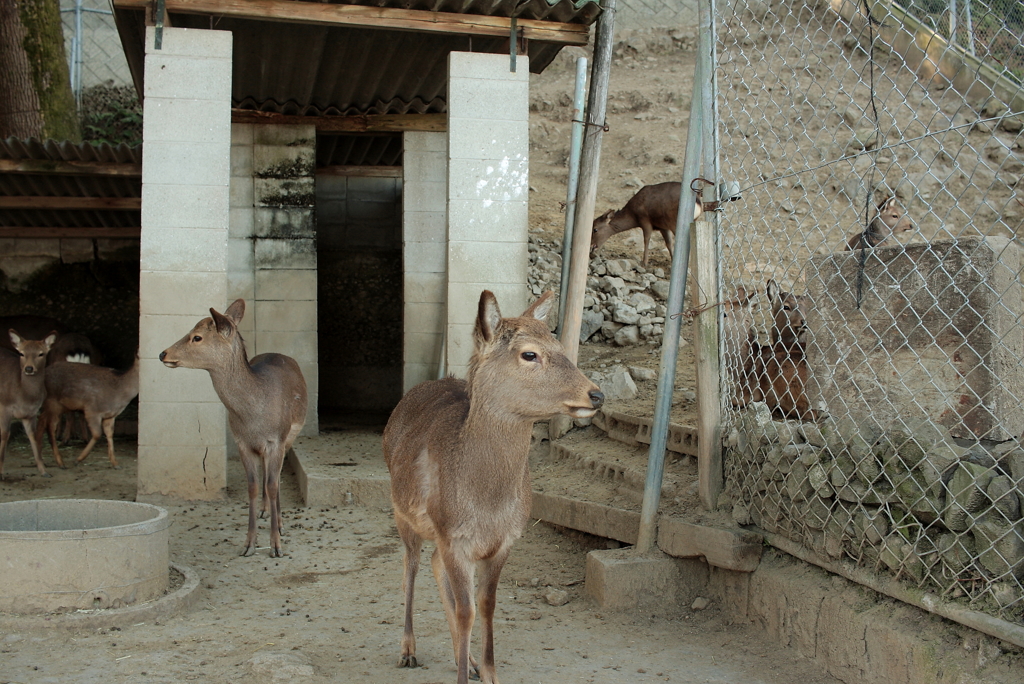 鹿島にコーヒー飲みに行く　７