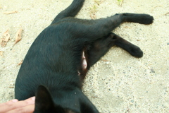 子猫はもらわれてったかもしんない