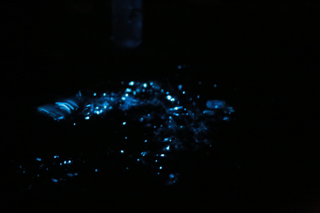 夜光虫　海ボタル