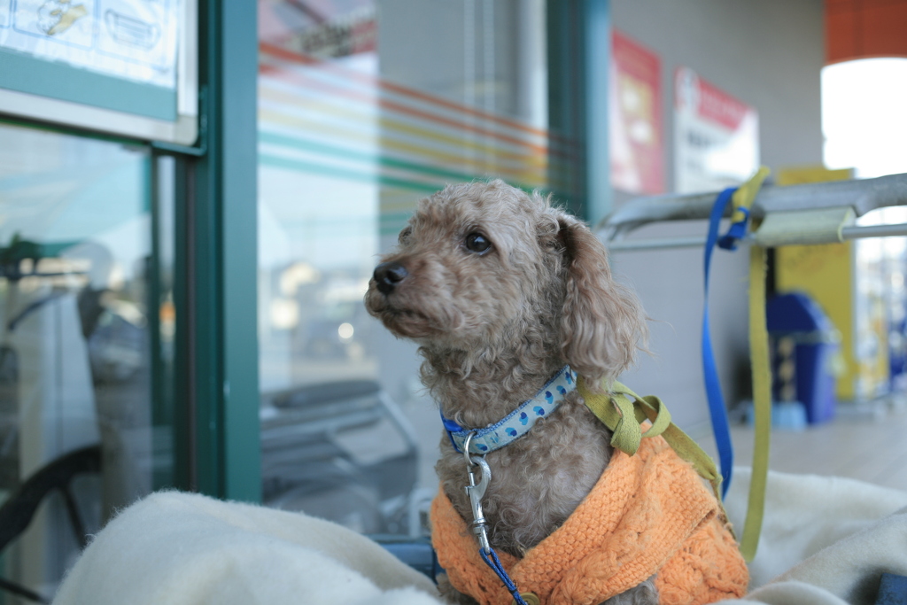 おばあちゃんがから揚げ買ってくるのを鳴きながら待ってる元ちゃん