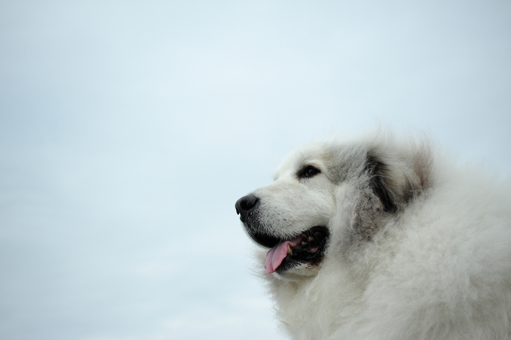 ココちゃんを堤防まで連れ出して写真撮影