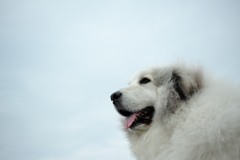 ココちゃんを堤防まで連れ出して写真撮影