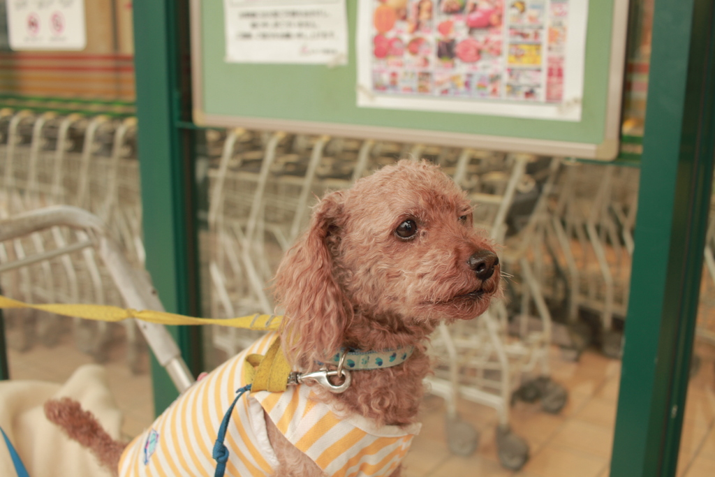 お留守番してる元ちゃん