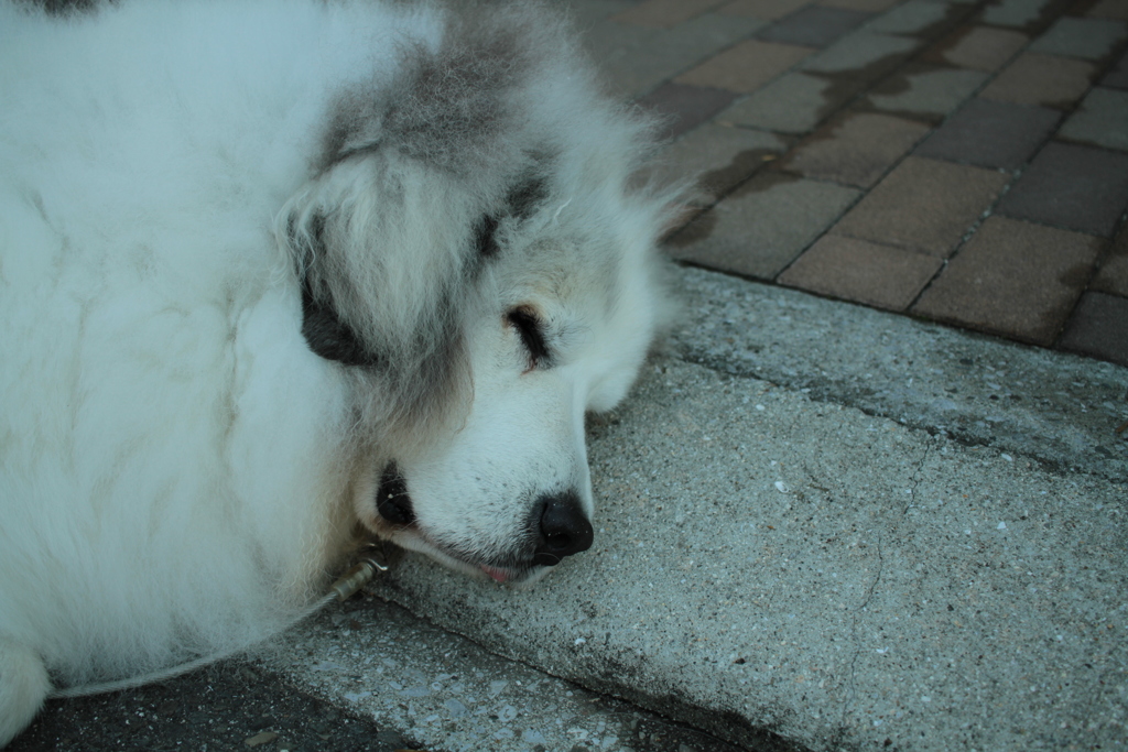 寒くてもホカホカのココちゃん