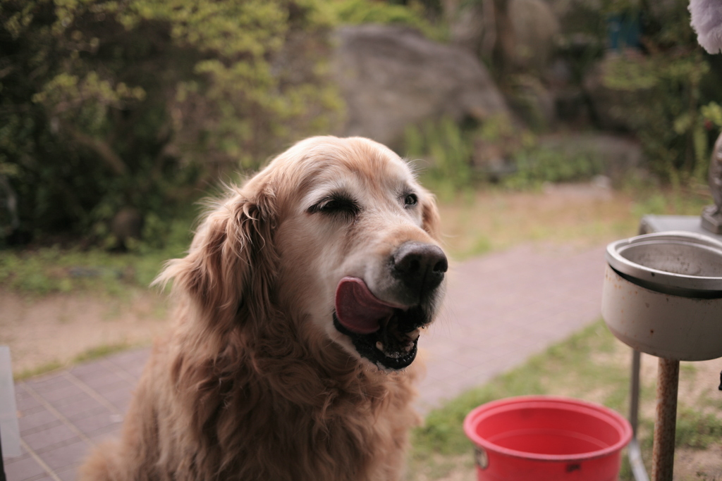 いっぱいご飯食べたみゅうちゃん