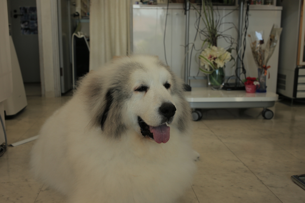 Eos6D，新しめのカメラだから写すのらくちん