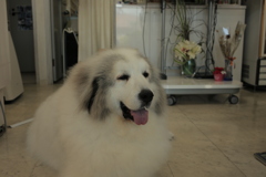 Eos6D，新しめのカメラだから写すのらくちん