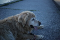 みゅうちゃんと浜で一時間くらい夕涼み