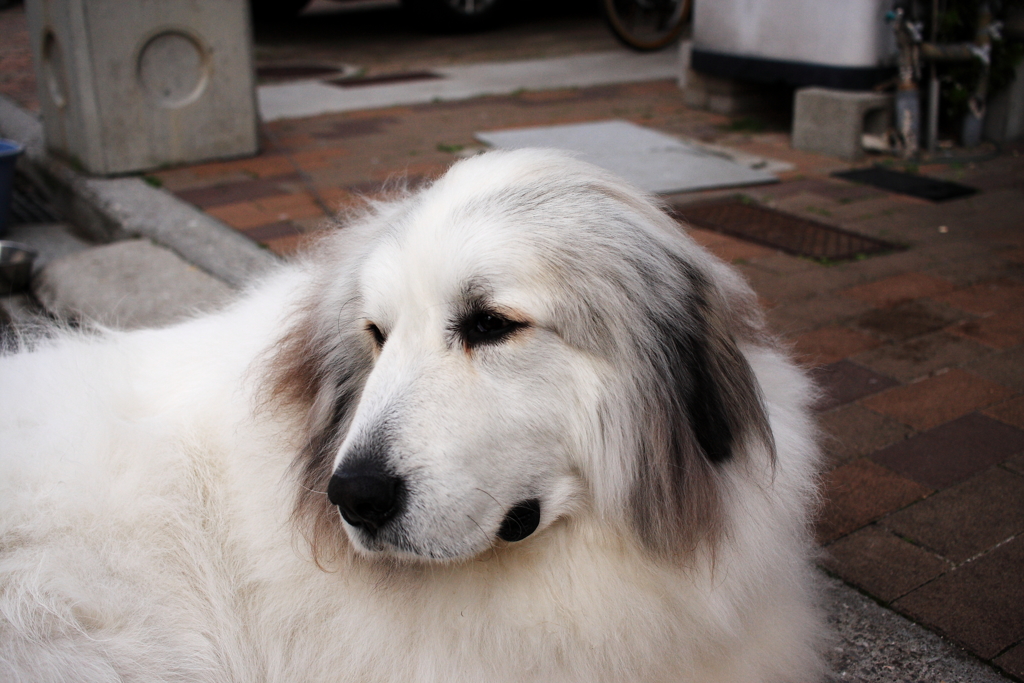 昨日のココちゃん