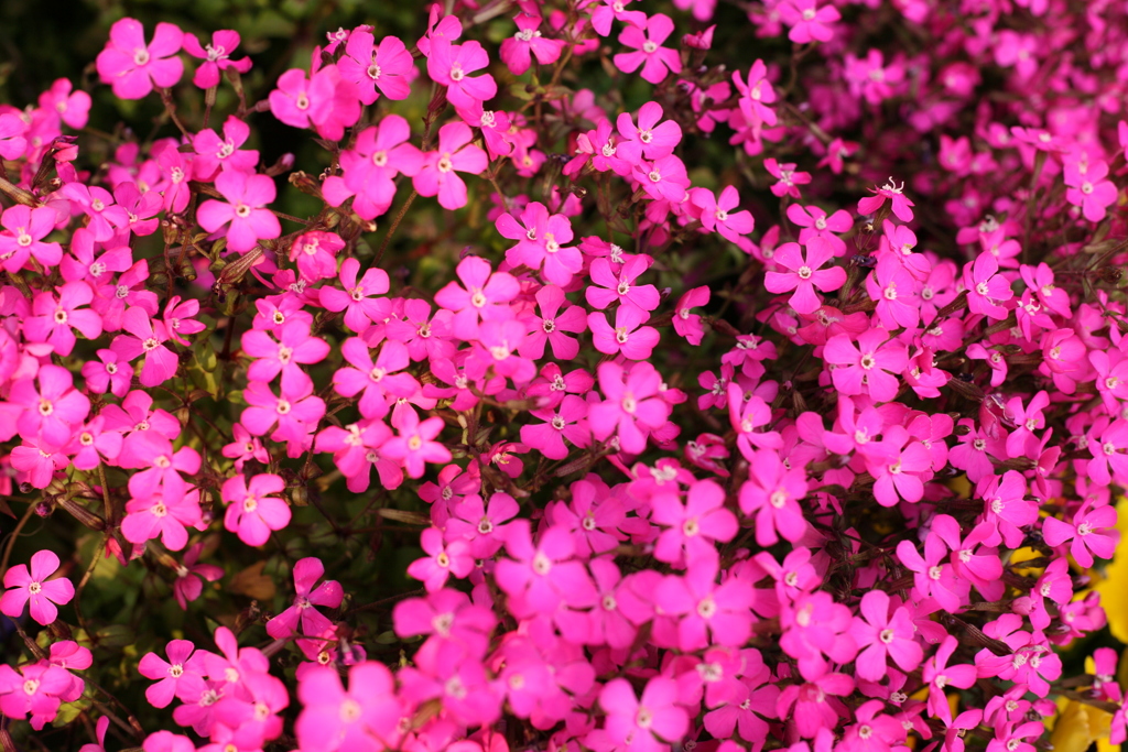 夕方も暇だな～～