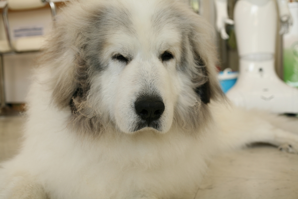 お店番してるココさん