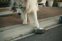 もっとご飯くださいbyココ様