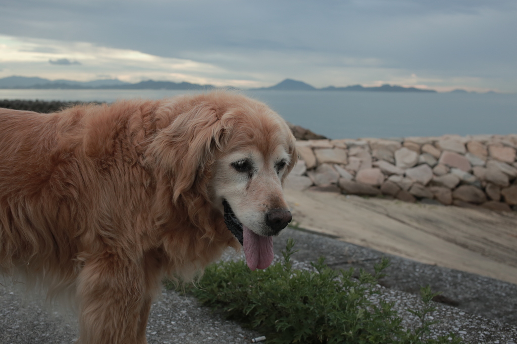 みゅうちゃんと浜に散歩