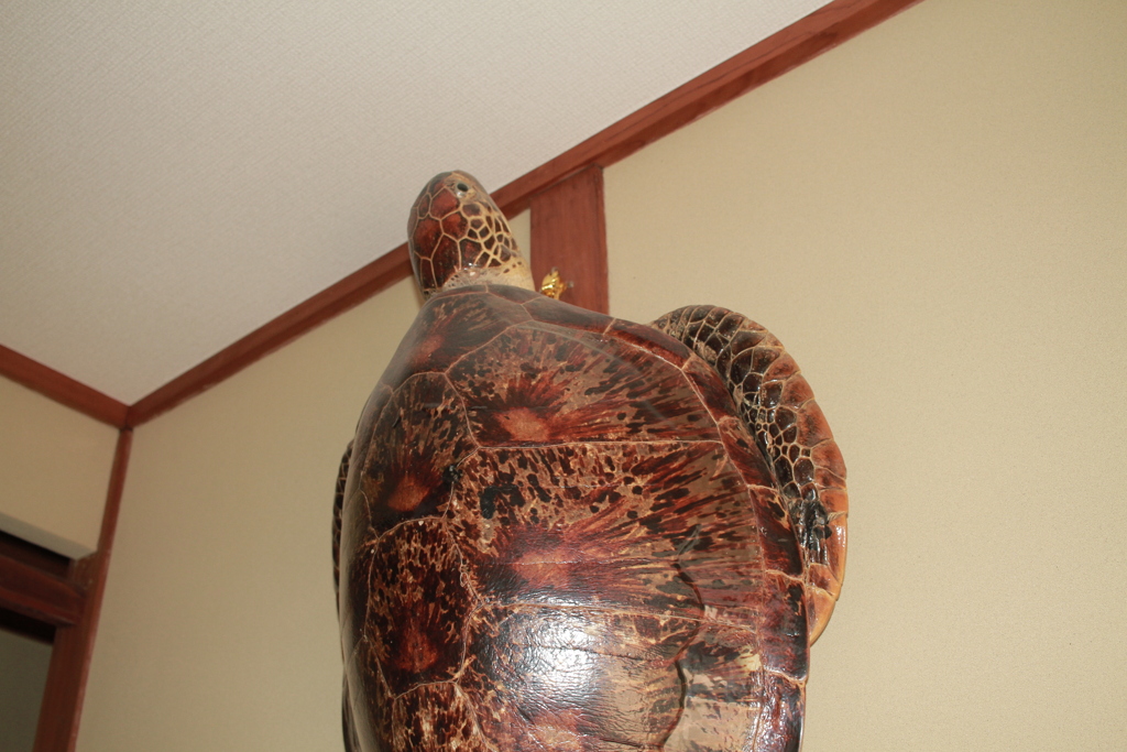 もしもし亀よ亀さんよ