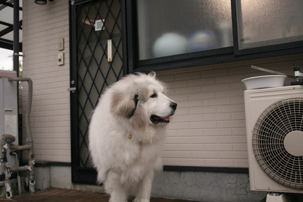 雷が苦手なココさん