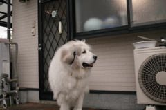 雷が苦手なココさん