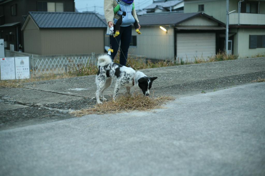 散歩中のﾜﾝｺ