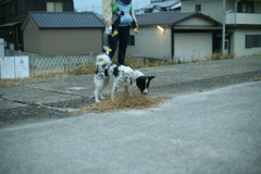 散歩中のﾜﾝｺ