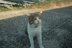 今日も元気なトム君