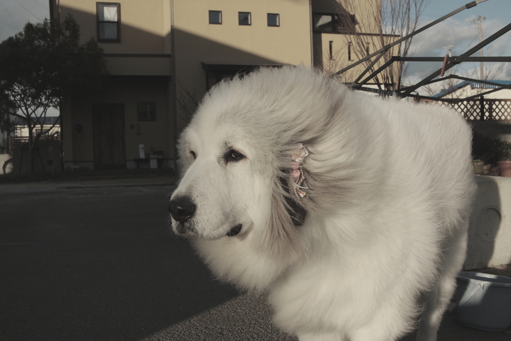 今日は本気で寒い　１