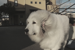 今日は本気で寒い　１