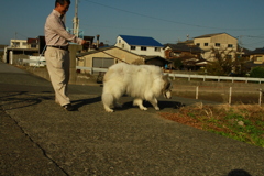 お父さんと散歩してるココちゃま