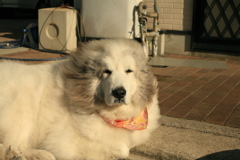 お昼も番犬してるココ様