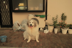 ココさん＠おかべ薬局