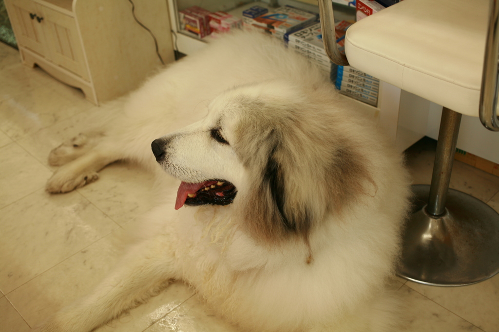 一人で一キロくらい冒険の旅に出てたココさん