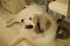 一人で一キロくらい冒険の旅に出てたココさん