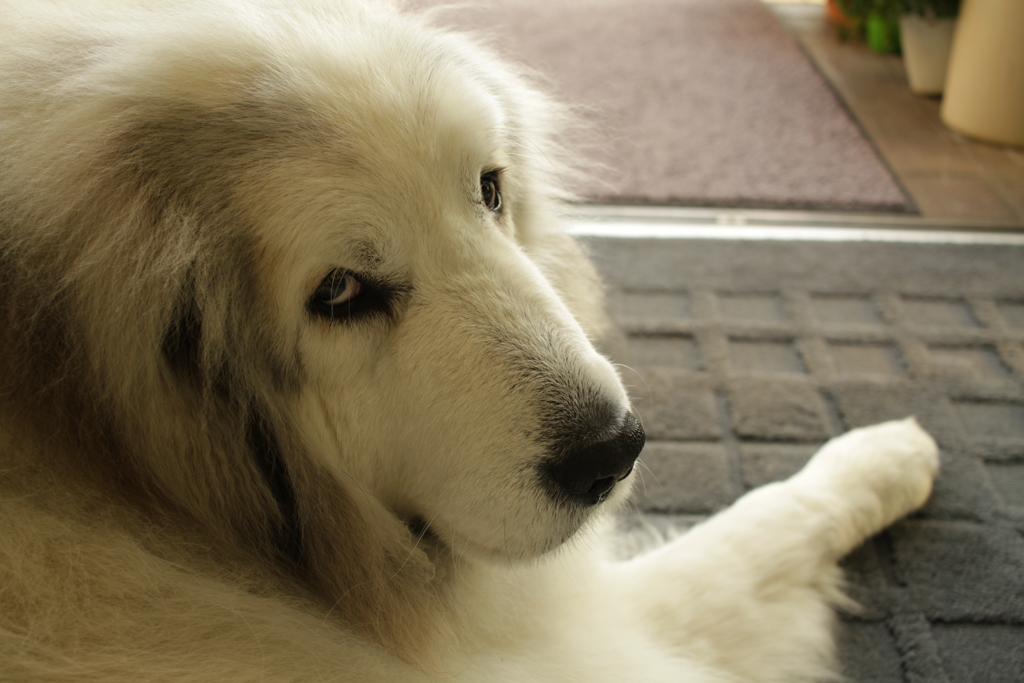 お店番してるココさん