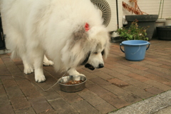 いっぱい食べるココさん