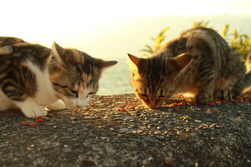 ちょっと大きめの子ねこ2兄弟