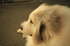 車が走るのを見てるココさん