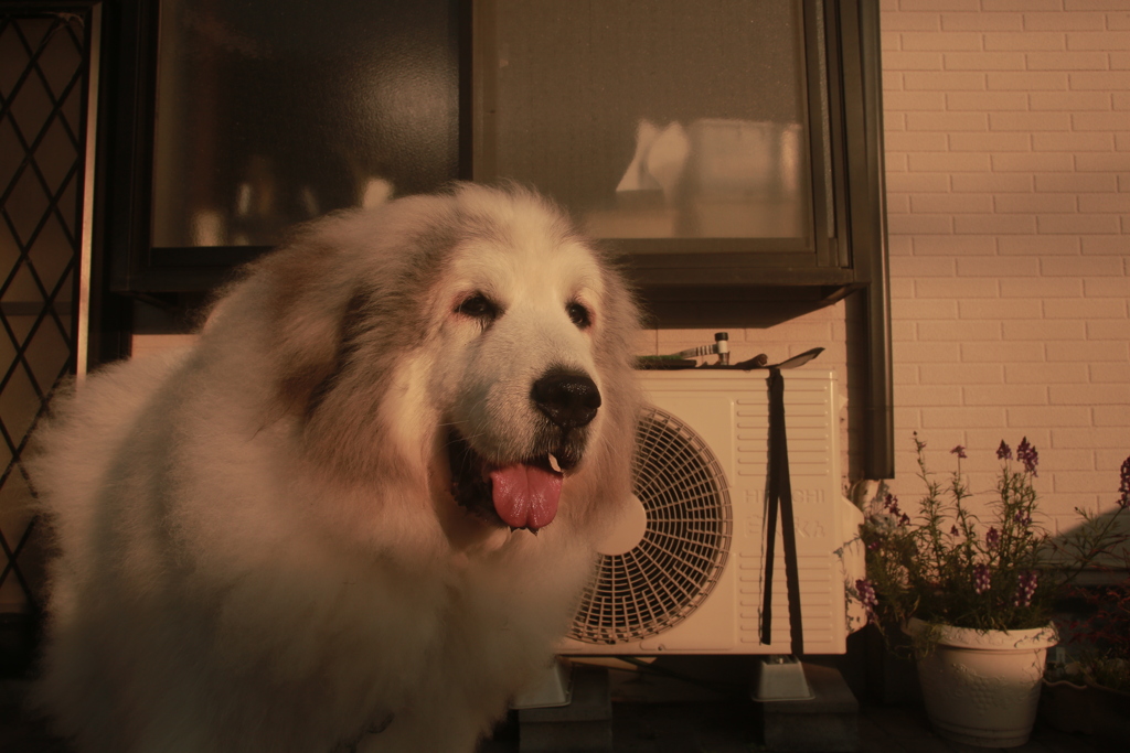 番犬してるココさん