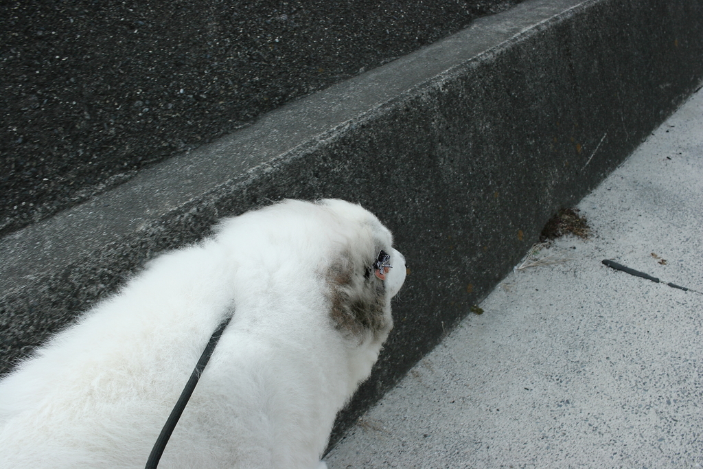 ココちゃんを散歩に連れ出す