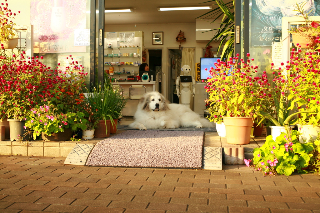 お店番してるココさん