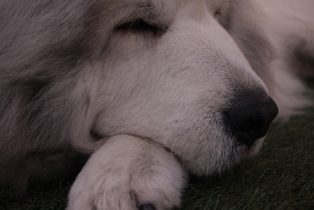 ココちゃん＠おかべ薬局