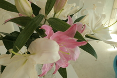 ココさん所の花