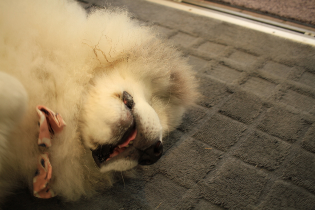 ココさん、脱走した時のトラウマ癒えつつあるな