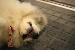 ココさん、脱走した時のトラウマ癒えつつあるな