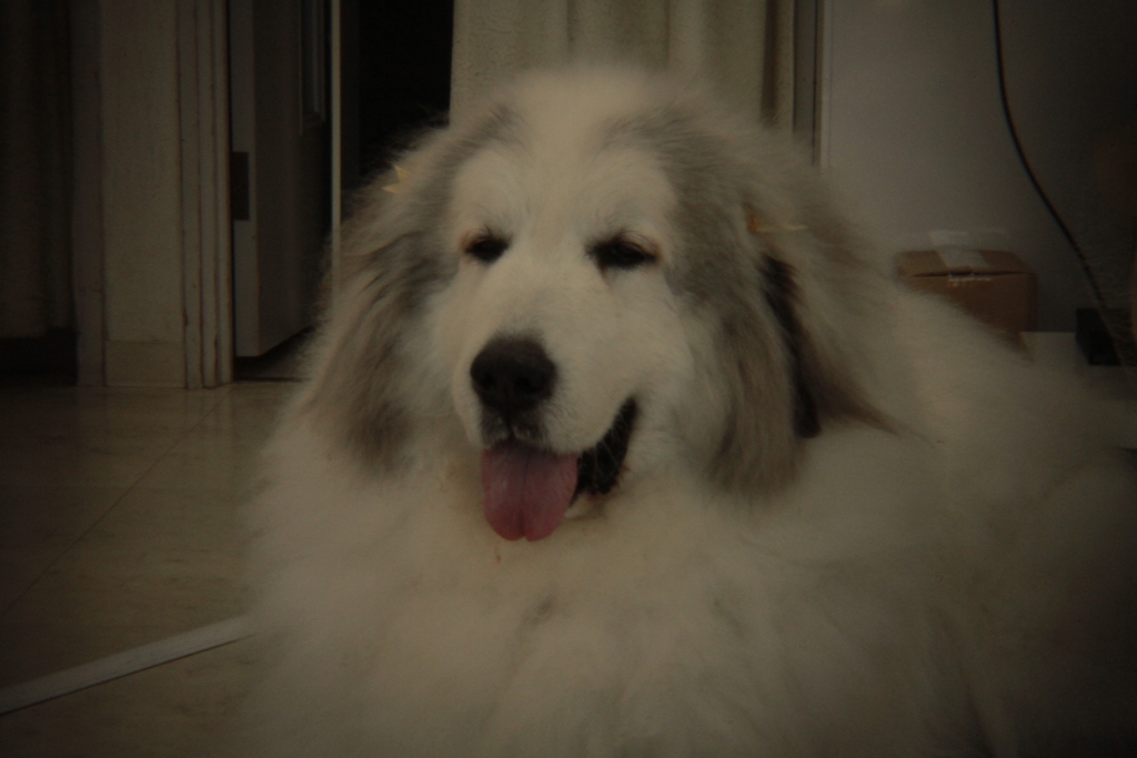 Eos7D＋Holga toy lens