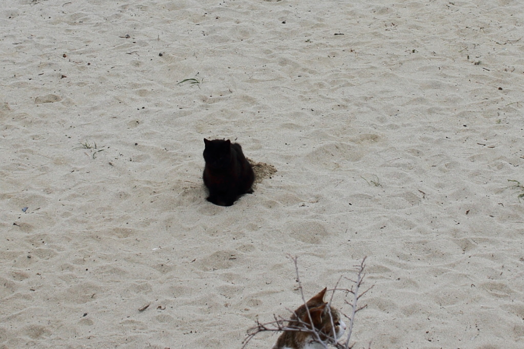 ネコババ　カラー