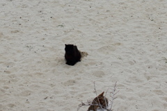 ネコババ　カラー