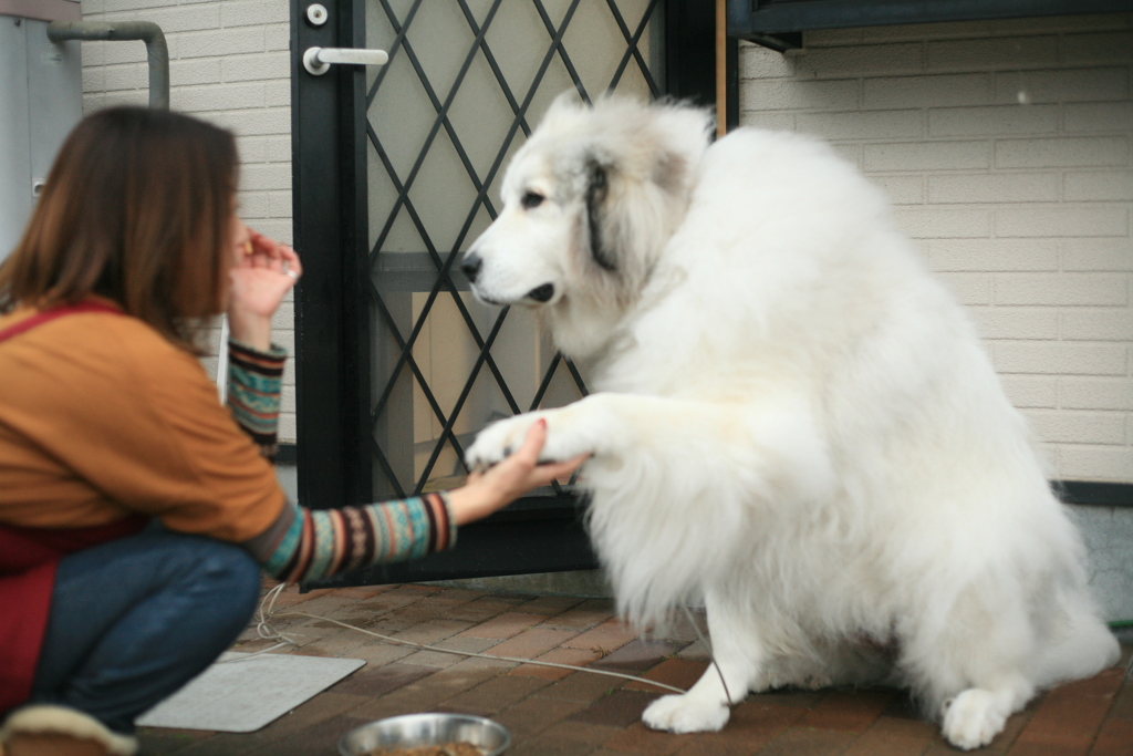 お手をするココさん