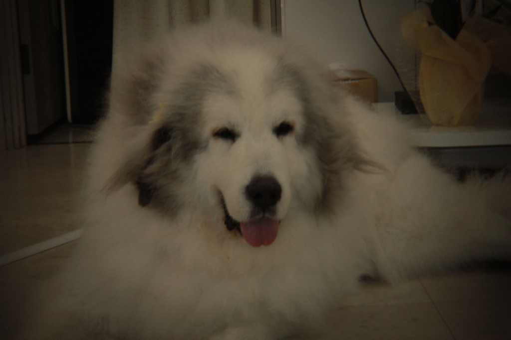 Eos7D＋Holga toy lens